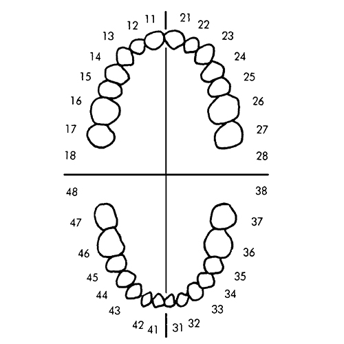 Frasaco Teeth AG-3 Z28