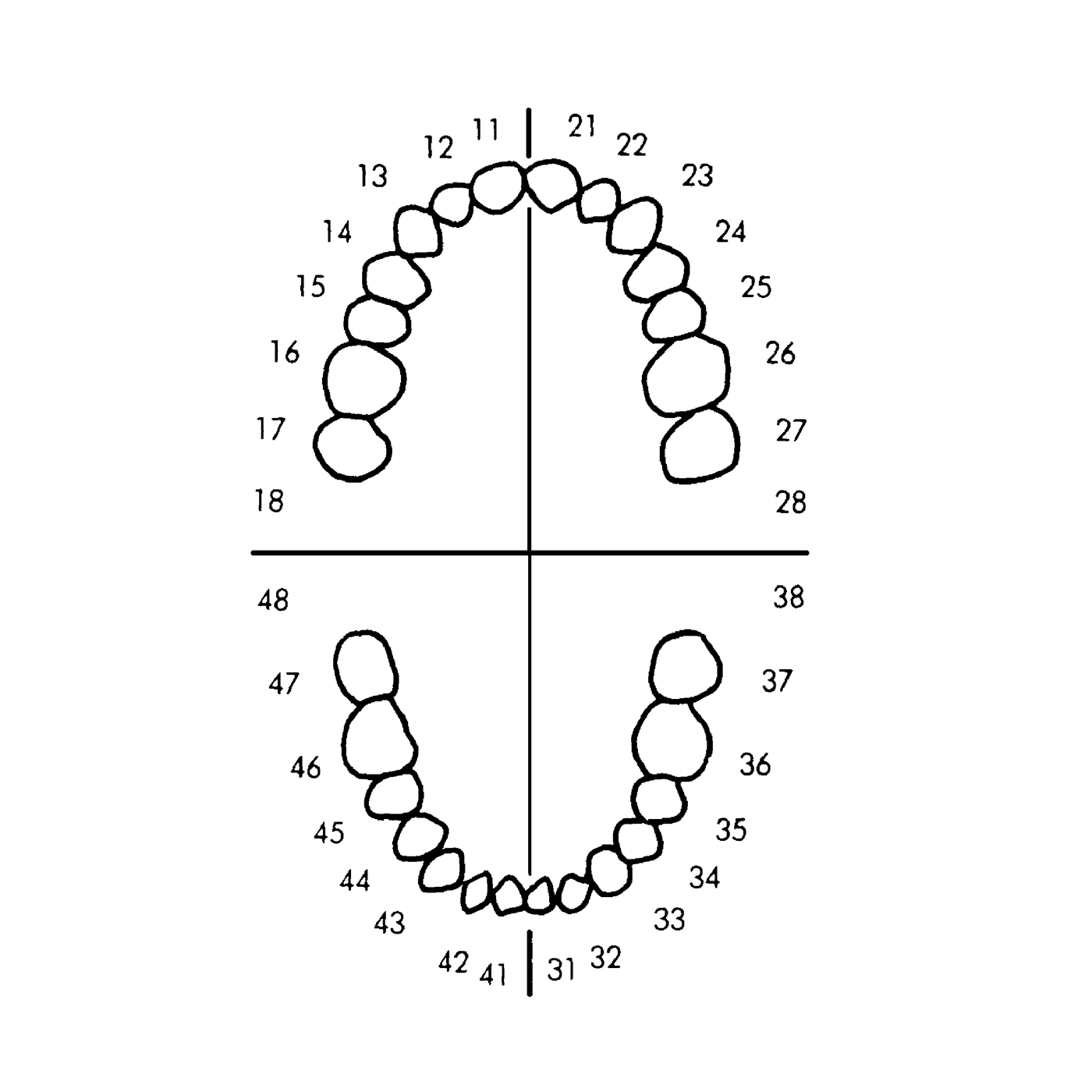 Frasaco Teeth AG-3 Z28